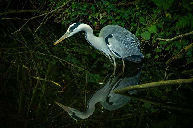 Heron