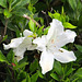 White Bloom.