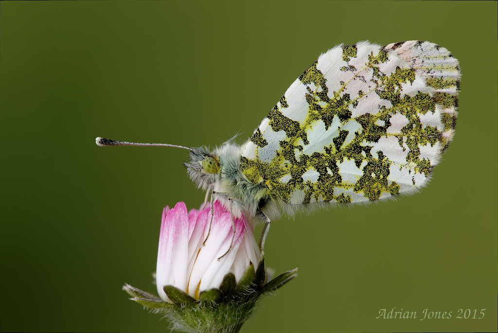 Orange Tip Butterfly