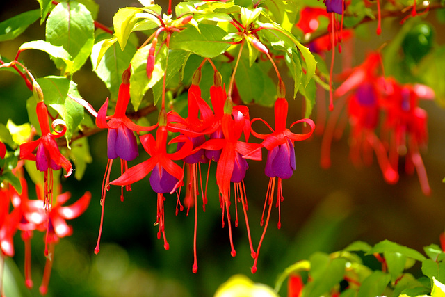 Fuschia