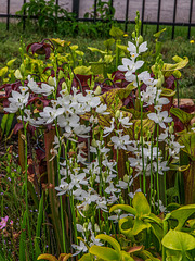 Calopogon tuberosus forma albiflorus (White form of Common Grass-pink orchid)