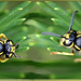 Wasps entertainment...  ©UdoSm