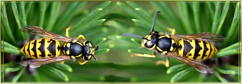 Wasps entertainment...  ©UdoSm