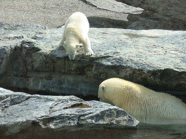 Wilbär zaudert (Wilhelma)