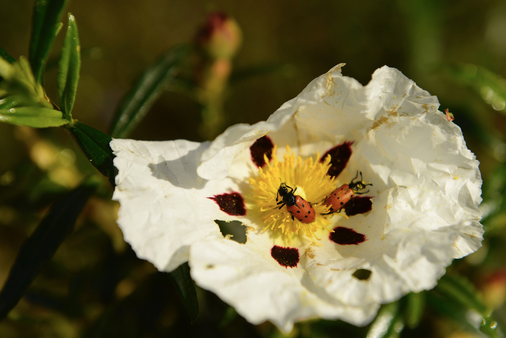 Escaravelho dos 3 Pontos (Lachnaia Paradoxa) sobre Cistus ladanifer