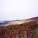 Herm Island looking north towards the hill Le Petit Monceau  (Scan from 1996)