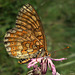 Le Damier de la succise ou Damier des marais (Euphydryas aurinia)