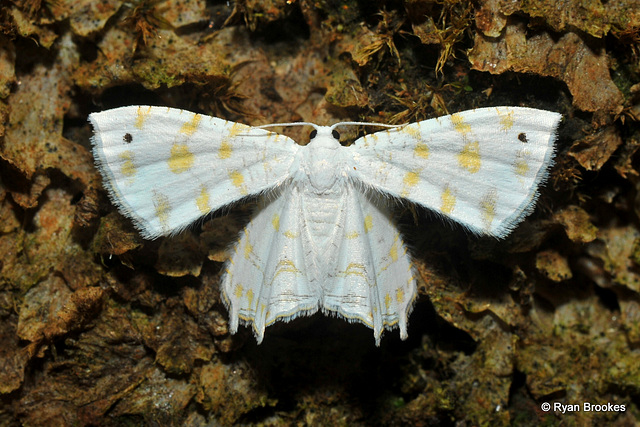 Epiplema fulvilinea (Hampson, 1891)