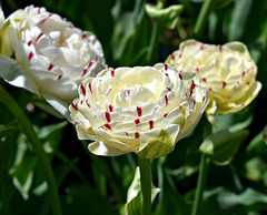 Double Tulips