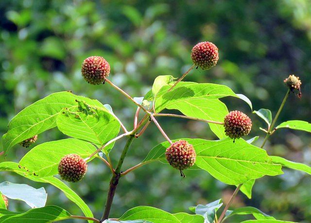 Button bush (Cephalanthus)