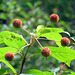 Button bush (Cephalanthus)