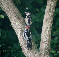 Woodpecker female and young