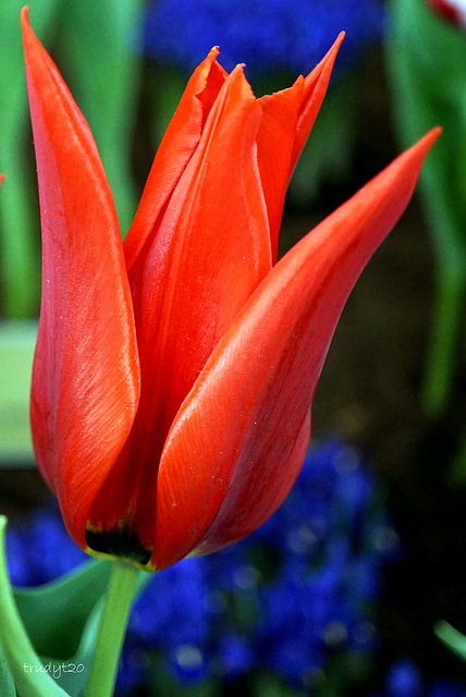 tulp