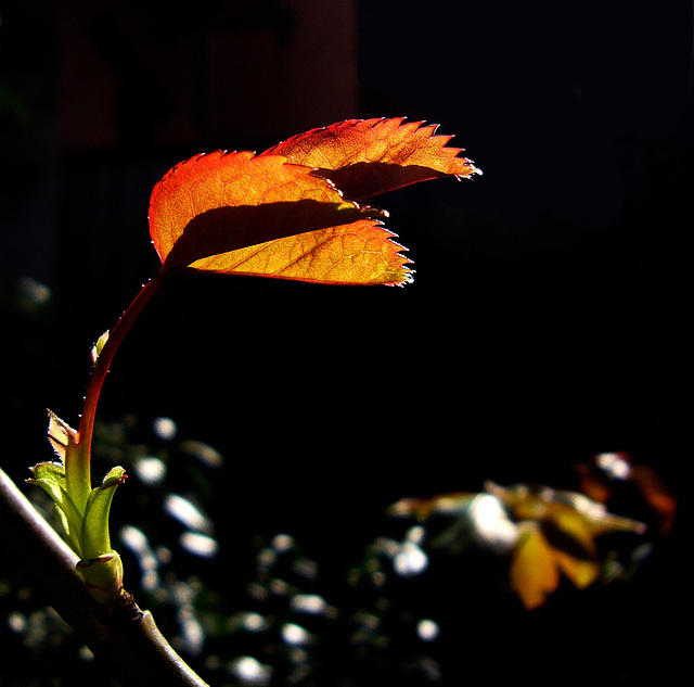 light at play in the garden (PIPs!)