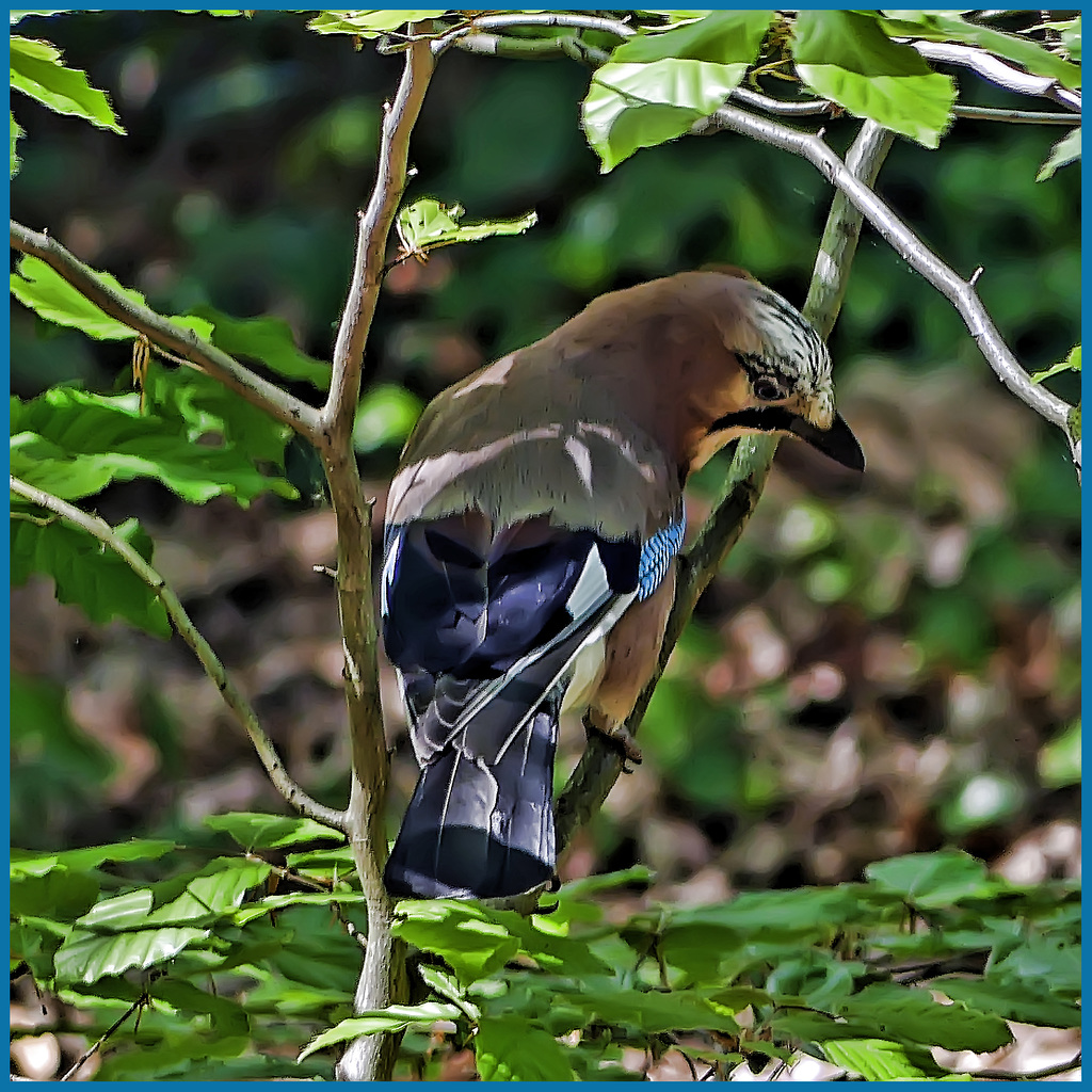 Garrulus glandarius