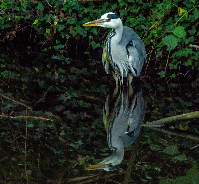 Heron