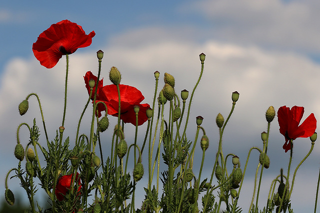 vers le ciel pour un repos eternel ......