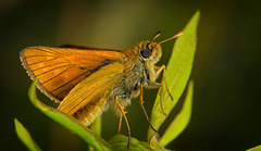 Der Rostfarbiger Dickkopffalter (Ochlodes sylvanus) war nicht fotoscheu :)) The Rusty Skipper (Ochlodes sylvanus) was not camera shy :)) L'hespérie rouillé (Ochlodes sylvanus) n'était pas timide devant la caméra :))