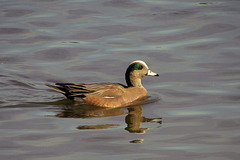 American Widgeon