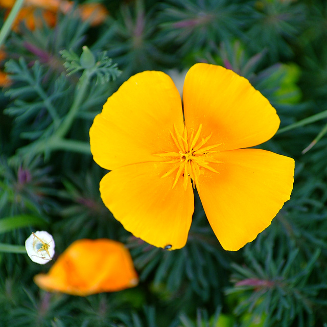 California Poppy