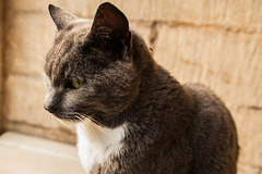 The Lacock Abbey Cat