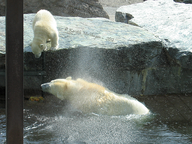 Wilbär zaudert (Wilhelma)