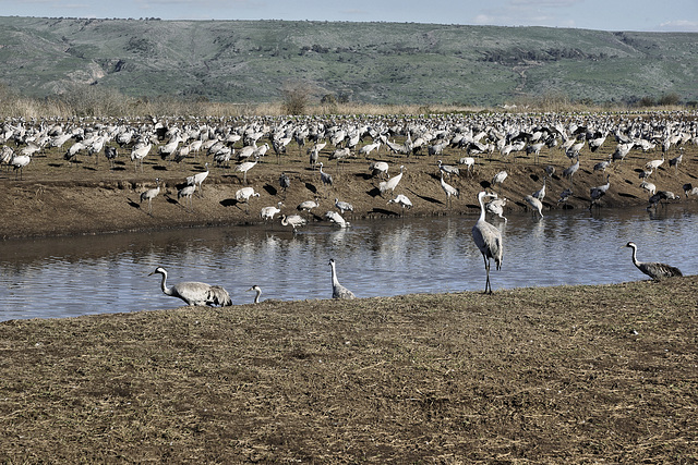 Hanging Out on Canal Street – Hula Valley Nature Reserve, Upper Galilee, Israel