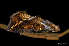 Plusiodonta coelonota (Kollar, 1844)