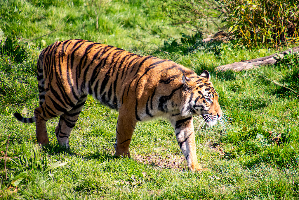 Tigress
