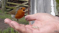 The Gazebo Robin's lunch break