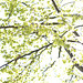 lite tree