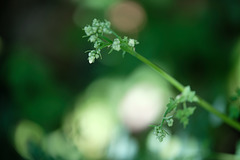 DSCF2329