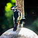 Woodpecker from a hide..