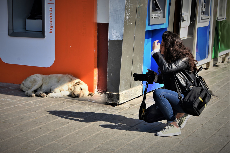 Üsküdar - Photographing the dog!