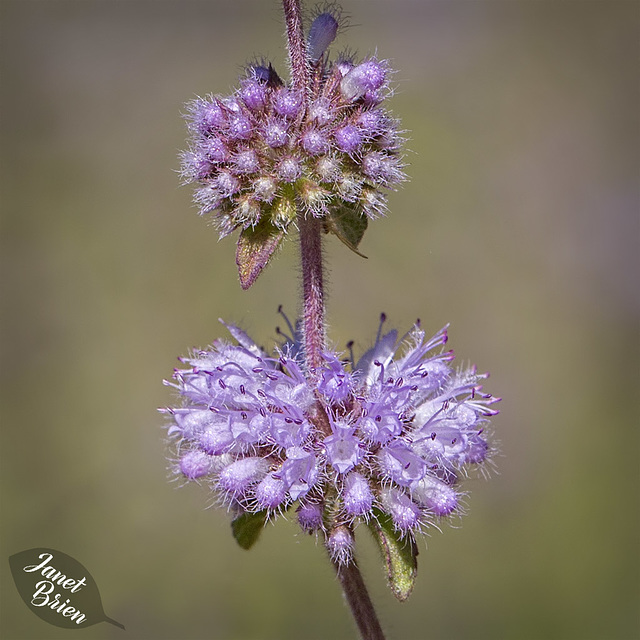 Creeping Sage