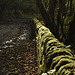 Wall covered in moss.