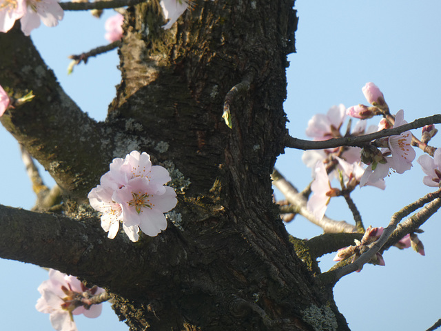 Mandelblüten am Baumstamm