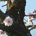 Mandelblüten am Baumstamm