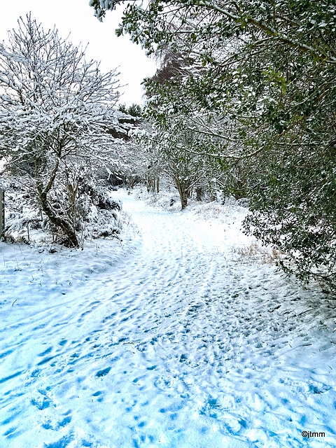 January Snows