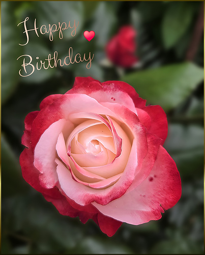 Happy Birthday Annamaria ✨️