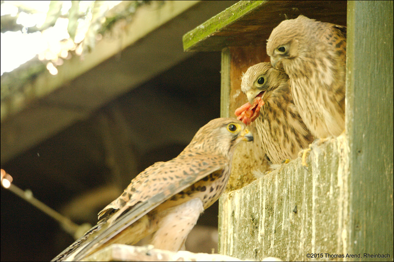 Kölner-Zoo-0061