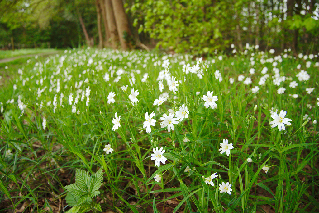 White flowers