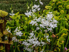 Calopogon tuberosus forma albiflorus (White form of Common Grass-pink orchid)