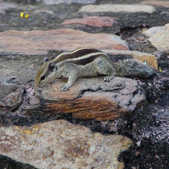 Indian Palm Squirrel