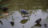 aigrette à face blanche