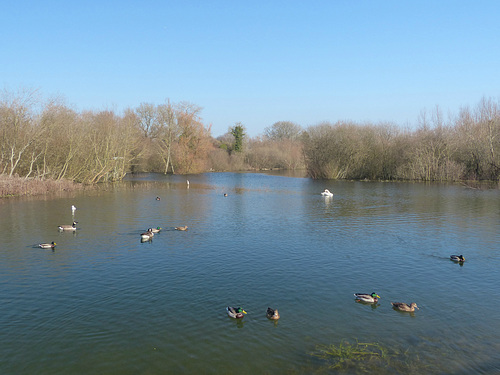 Bishop's Waltham North Pond (2) - 23 February 2019