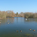 Bishop's Waltham North Pond (2) - 23 February 2019