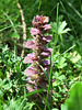 Bugle pyramidale (Ajuga pyramidalis), Villar-d'Arène, Briançonnais (France)