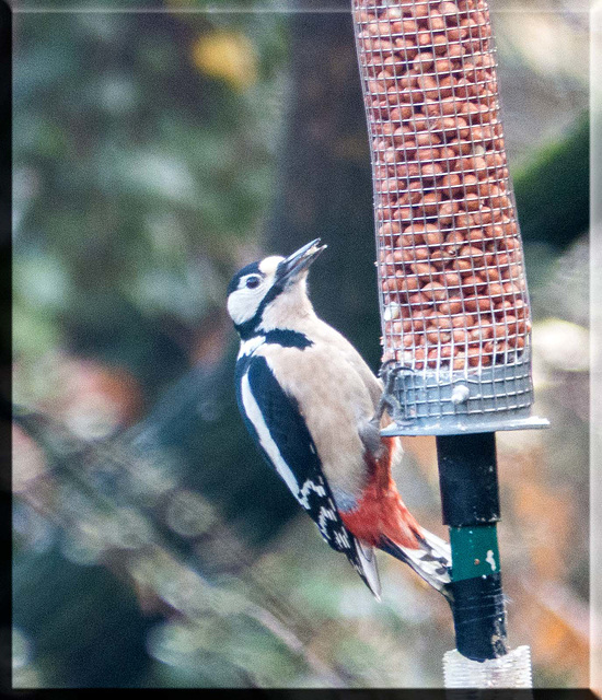 Woodpecker on a feeder