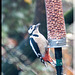 Woodpecker on a feeder